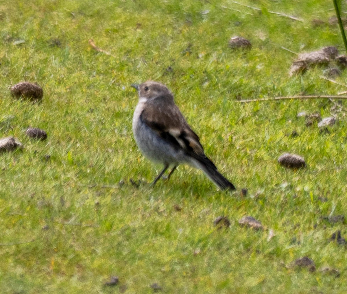 Flame Robin - ML645853060