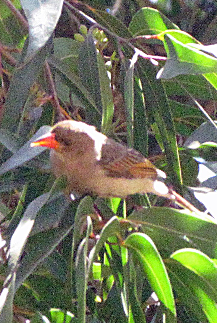 Anaplecte écarlate - ML645853061