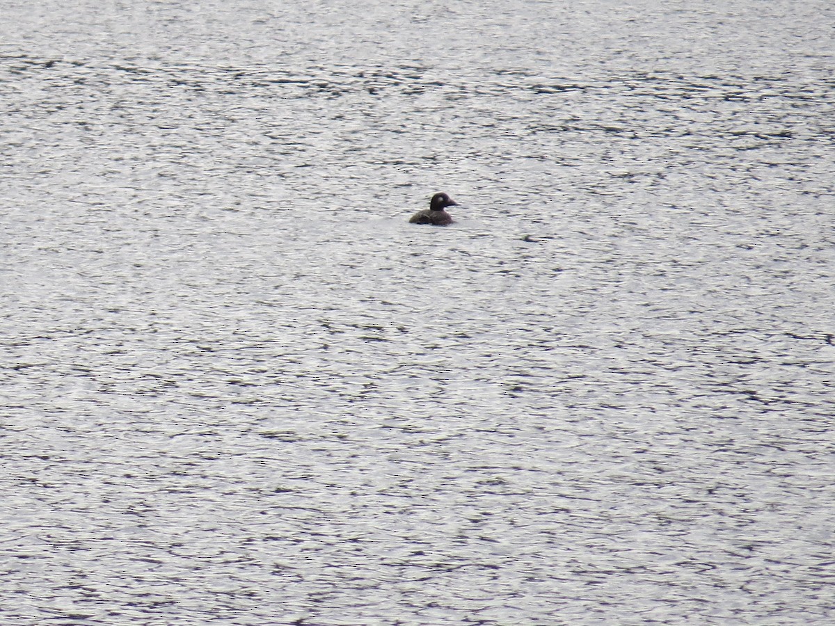 White-winged Scoter - ML645853062