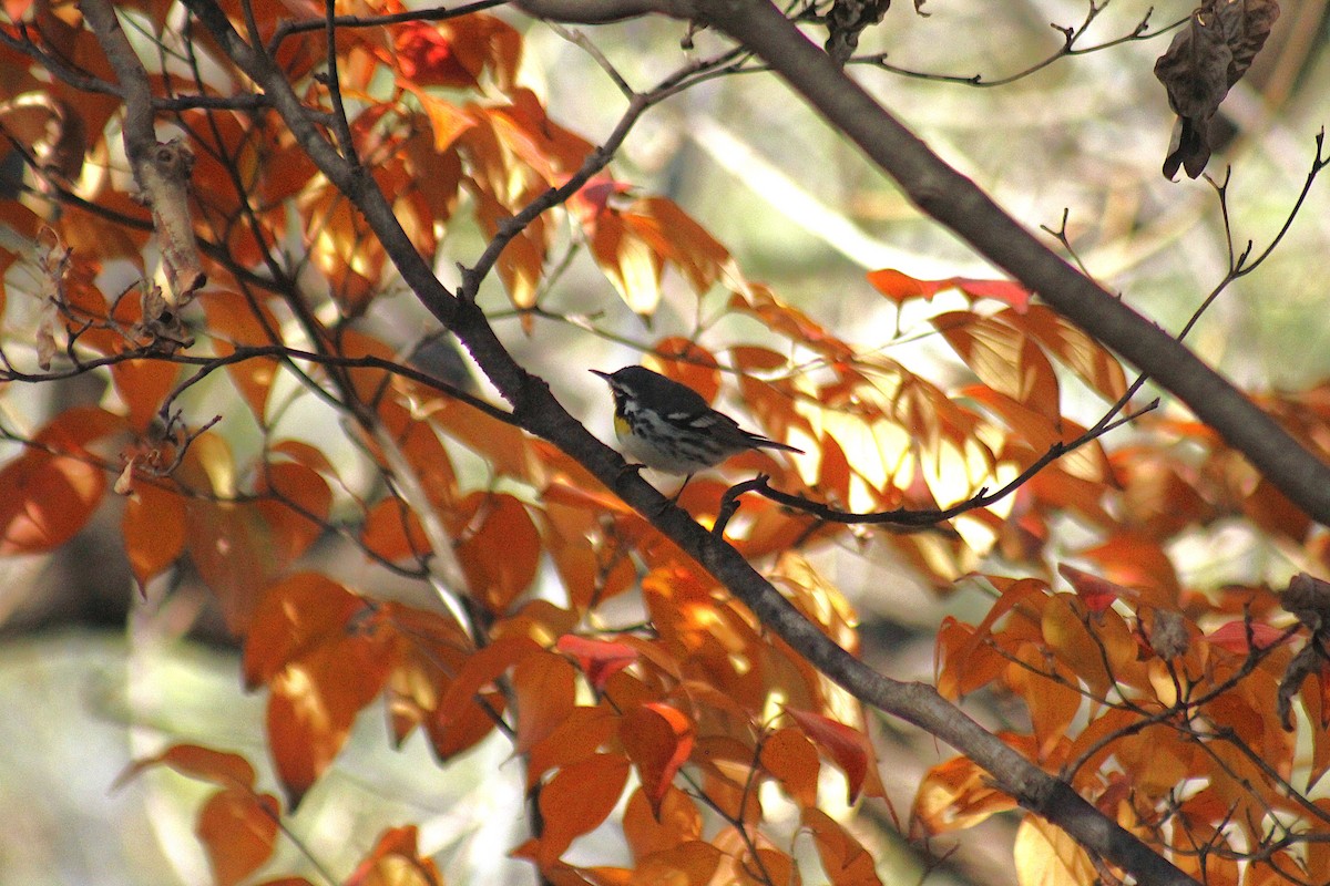 Yellow-throated Warbler - ML645853066