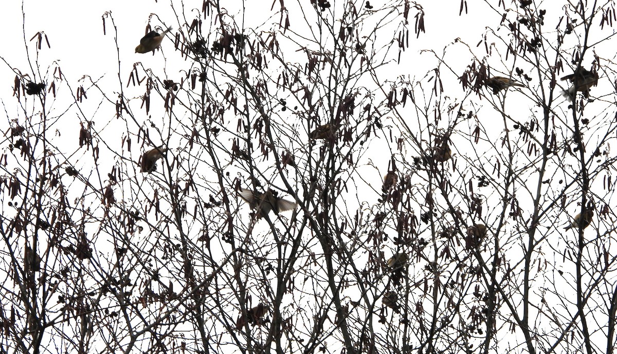 Altın İskete - ML645853067