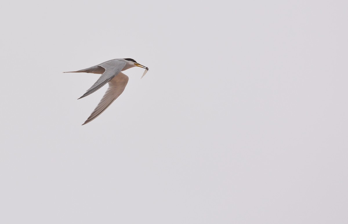 Peruvian Tern - ML645853069