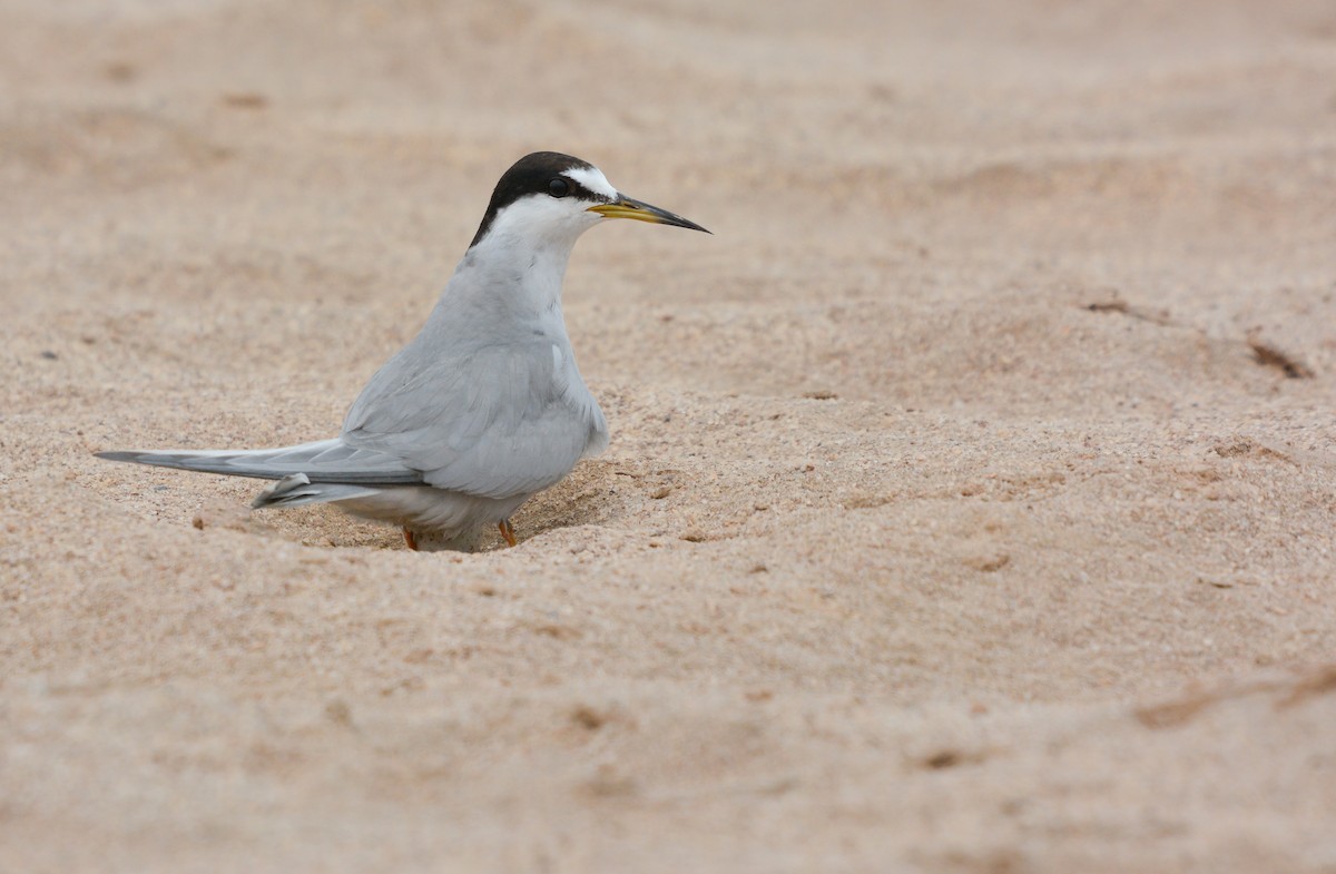 Peruvian Tern - ML645853070