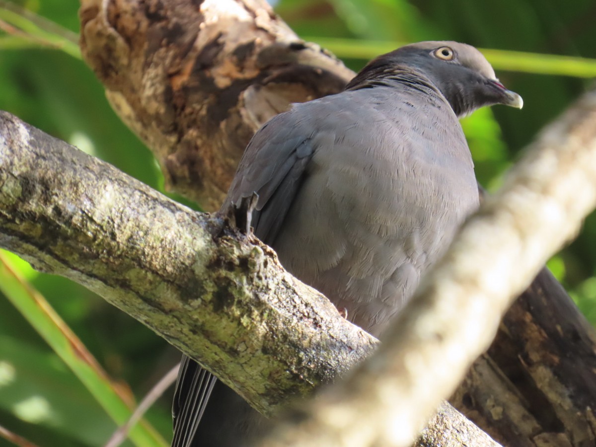 White-crowned Pigeon - ML645853072