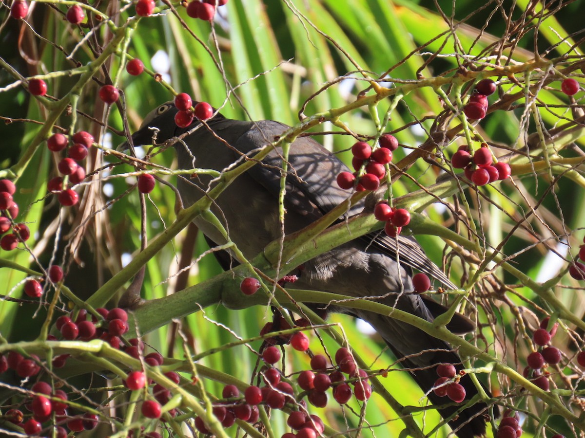 White-crowned Pigeon - ML645853073