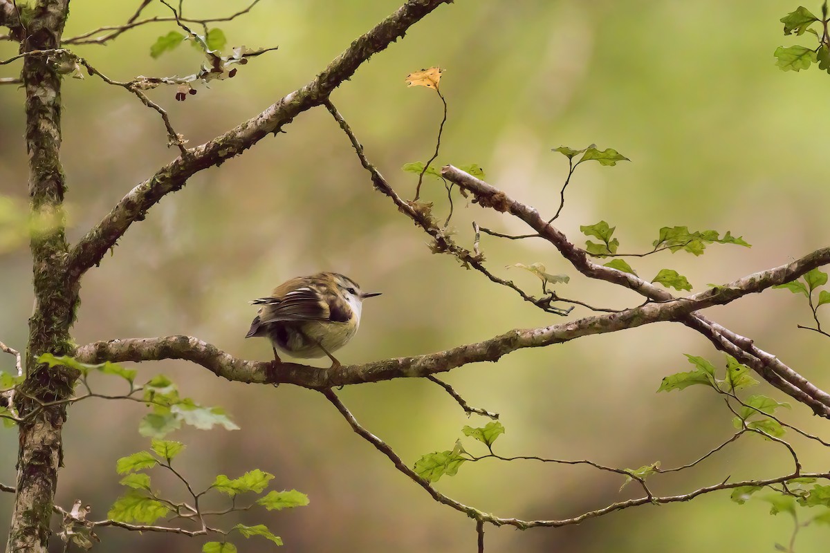 Rifleman - ML645853081