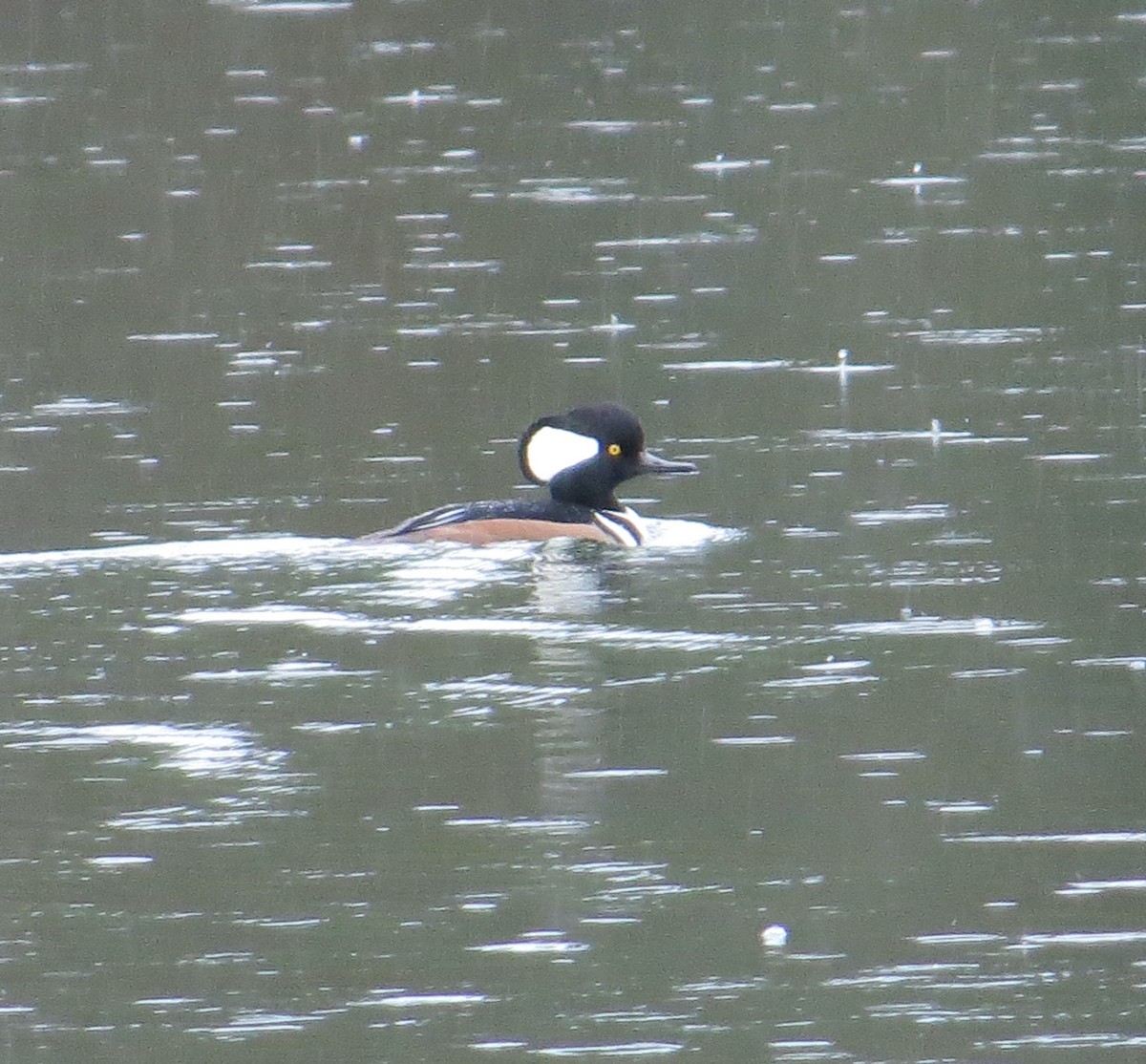 オウギアイサ - ML645853085