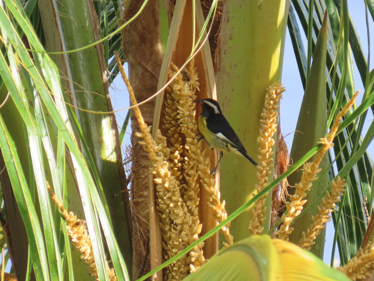 Zuckervogel - ML645853087