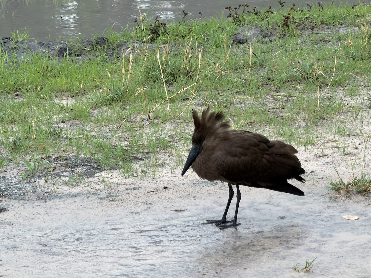 Hamerkop - ML645853089