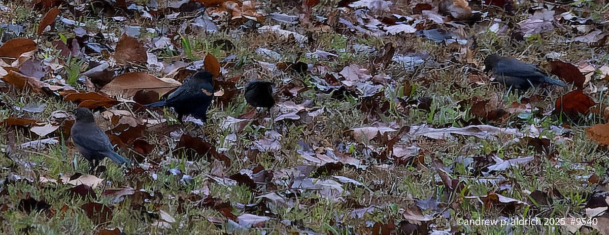 Rusty Blackbird - ML645853091