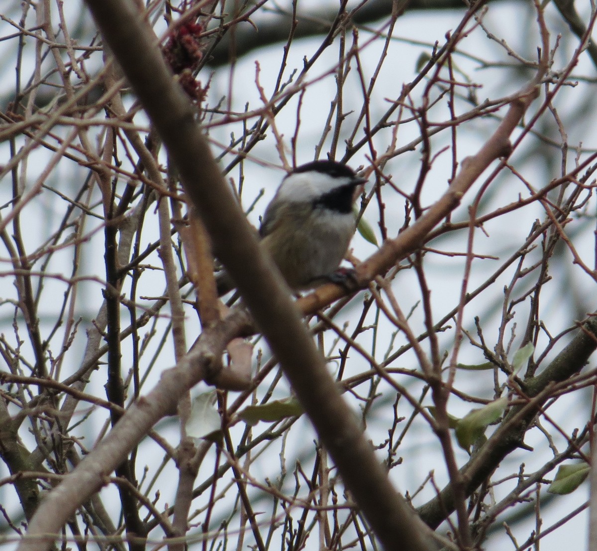 アメリカコガラ - ML645853107