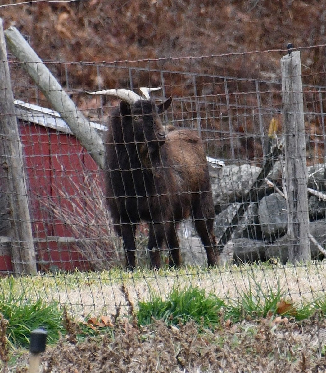 Mammals - ML645853109