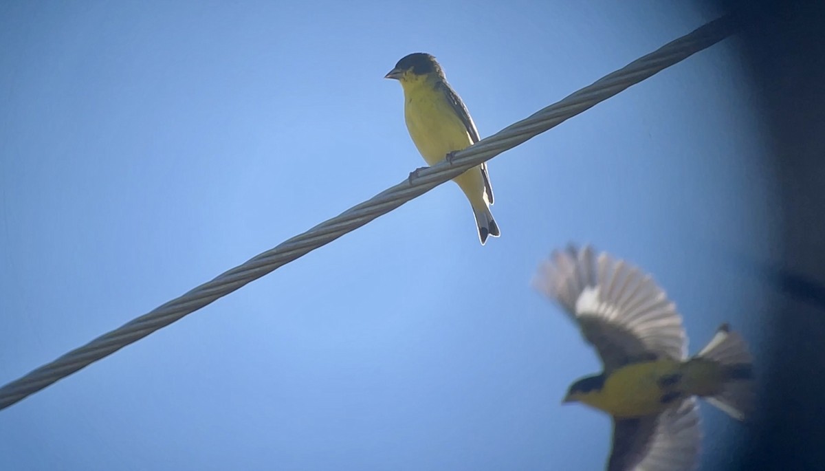 Lesser Goldfinch - ML645853117