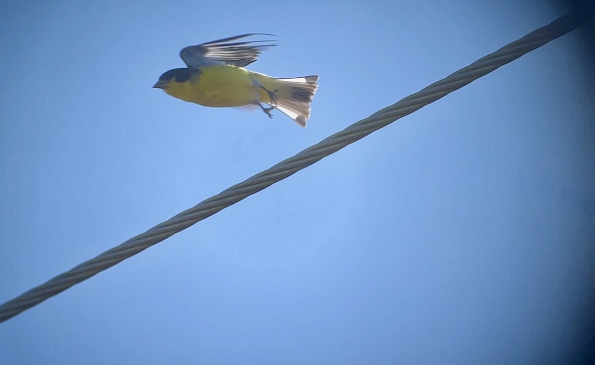 Lesser Goldfinch - ML645853118