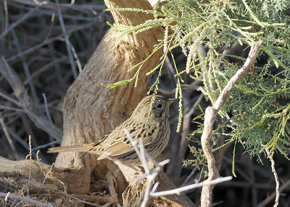 Lincoln's Sparrow - ML645853119