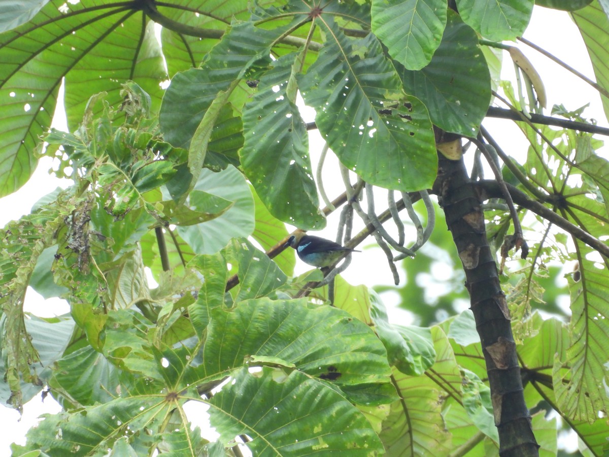 キンズキンフウキンチョウ - ML645853120