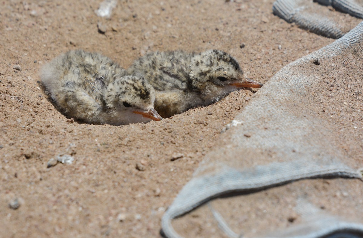 Peruvian Tern - ML645853167