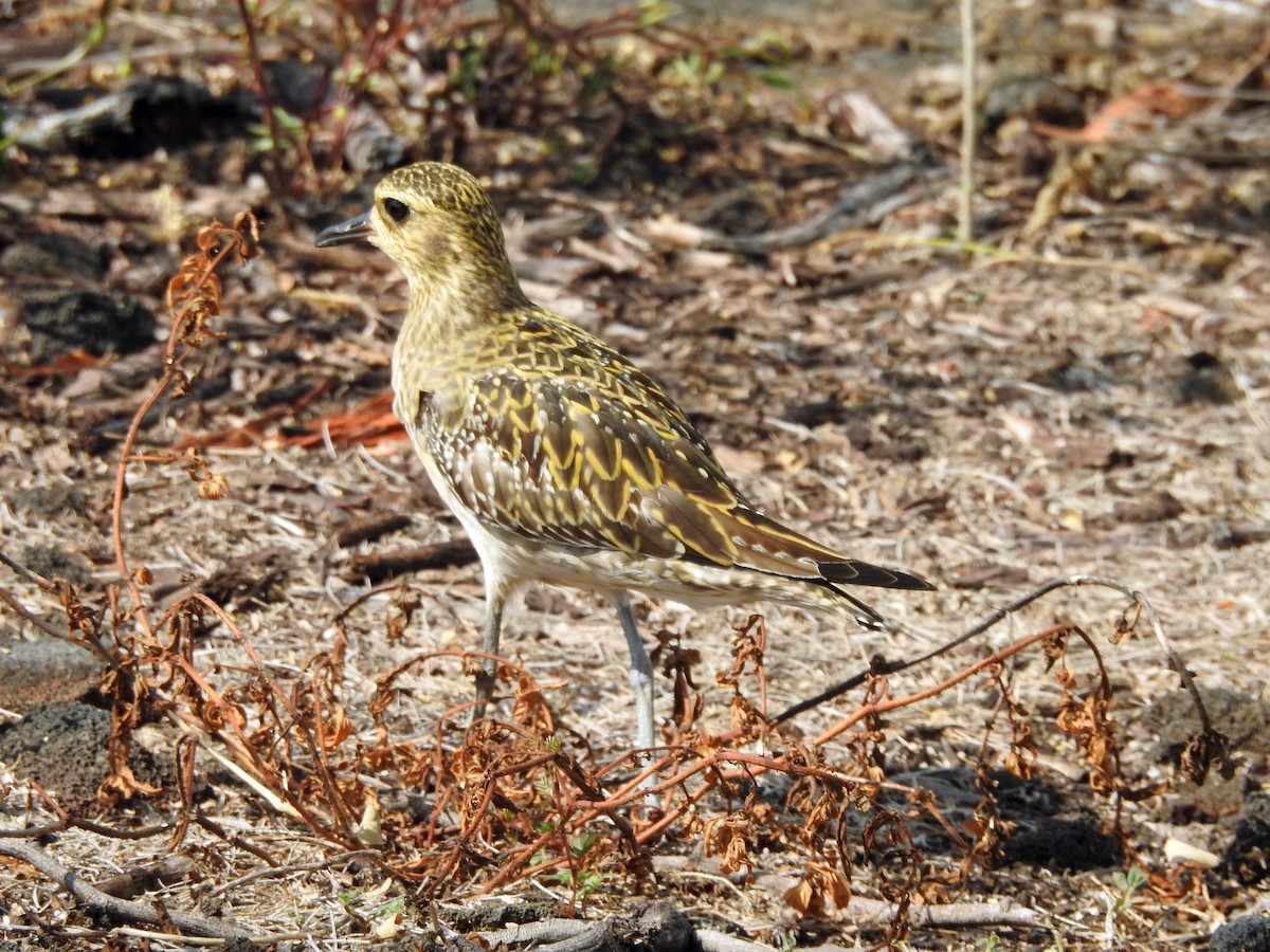 Pacific Golden-Plover - ML645853225