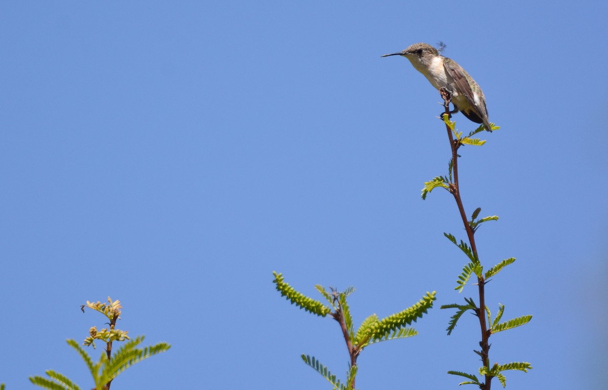 Chilean Woodstar - ML645853239
