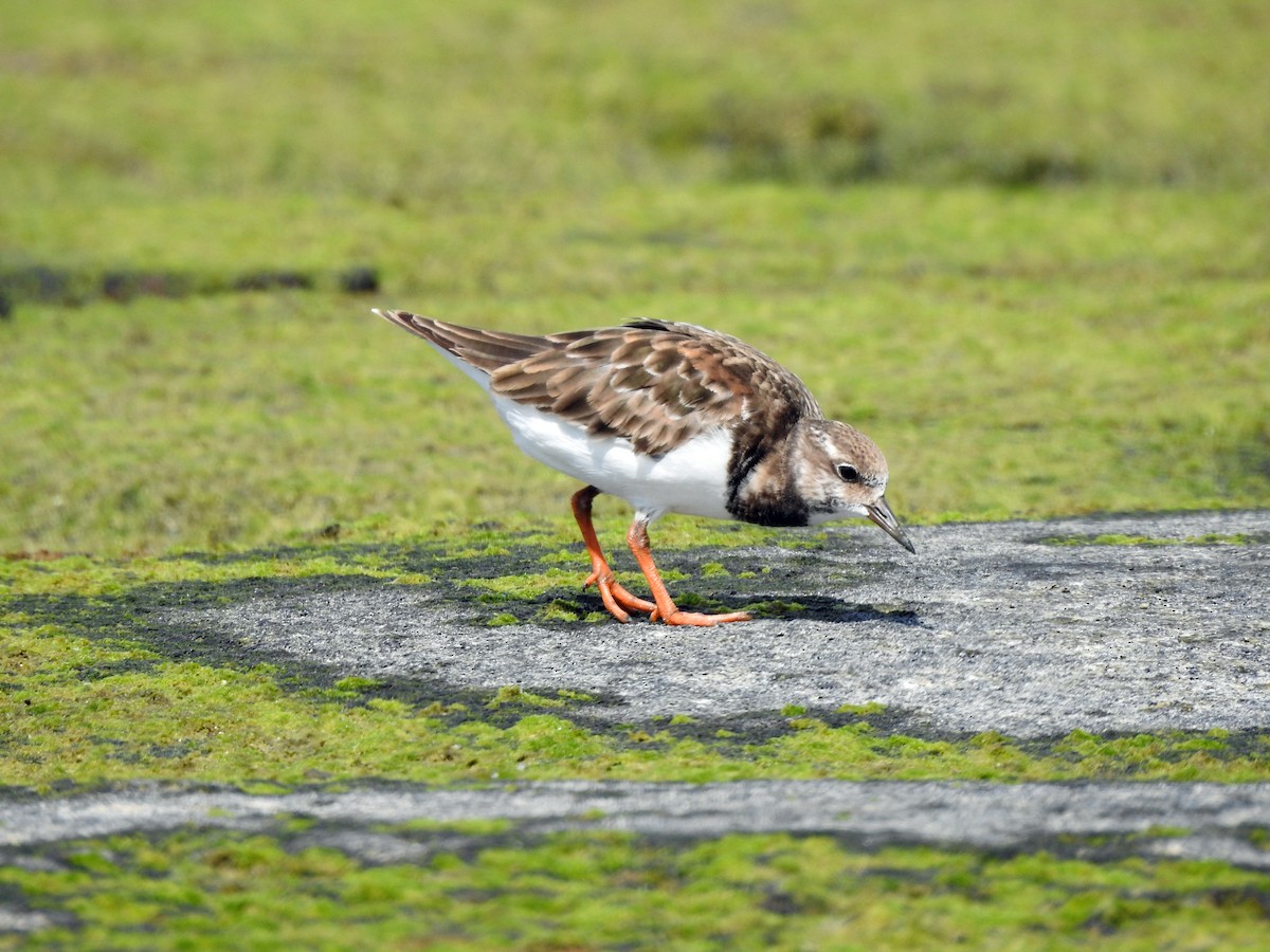 Ruddy Turnstone - ML645853240