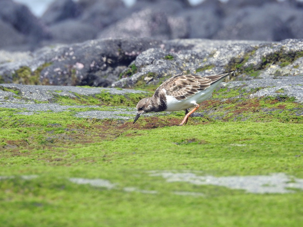 Ruddy Turnstone - ML645853243