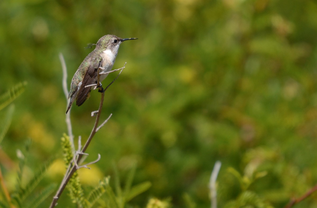 Chilean Woodstar - ML645853244