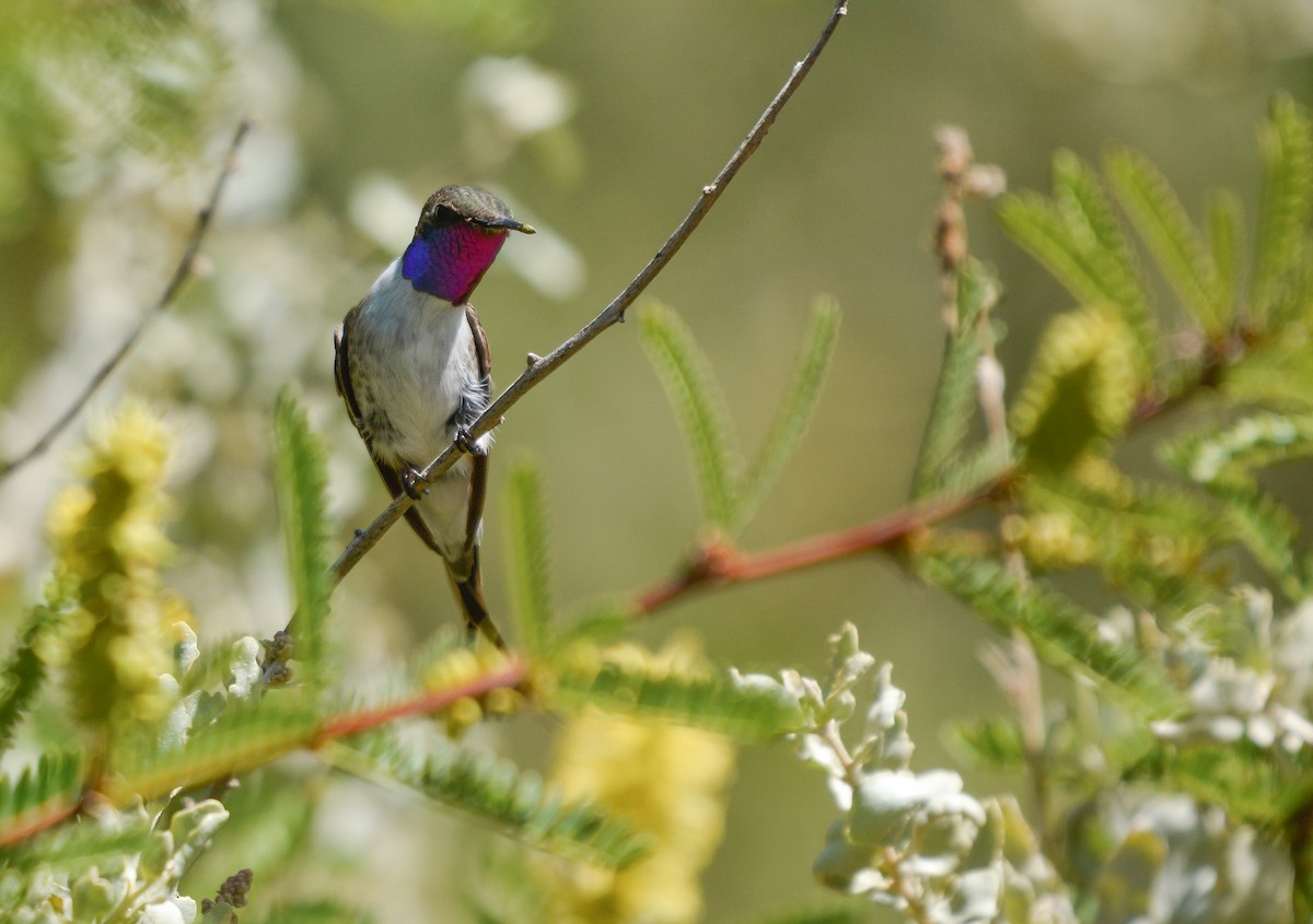 Chilean Woodstar - ML645853245