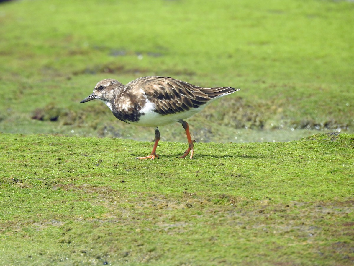 Ruddy Turnstone - ML645853246