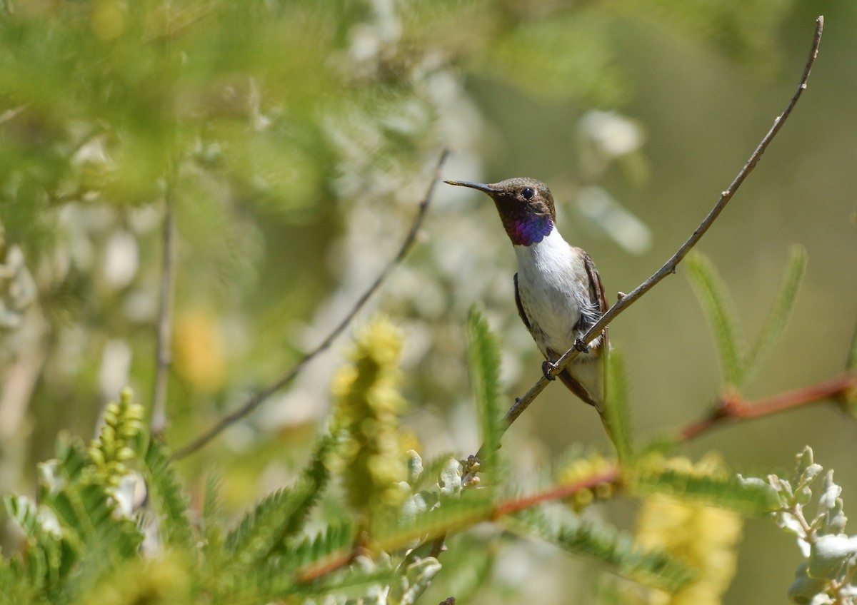 Chilean Woodstar - ML645853247