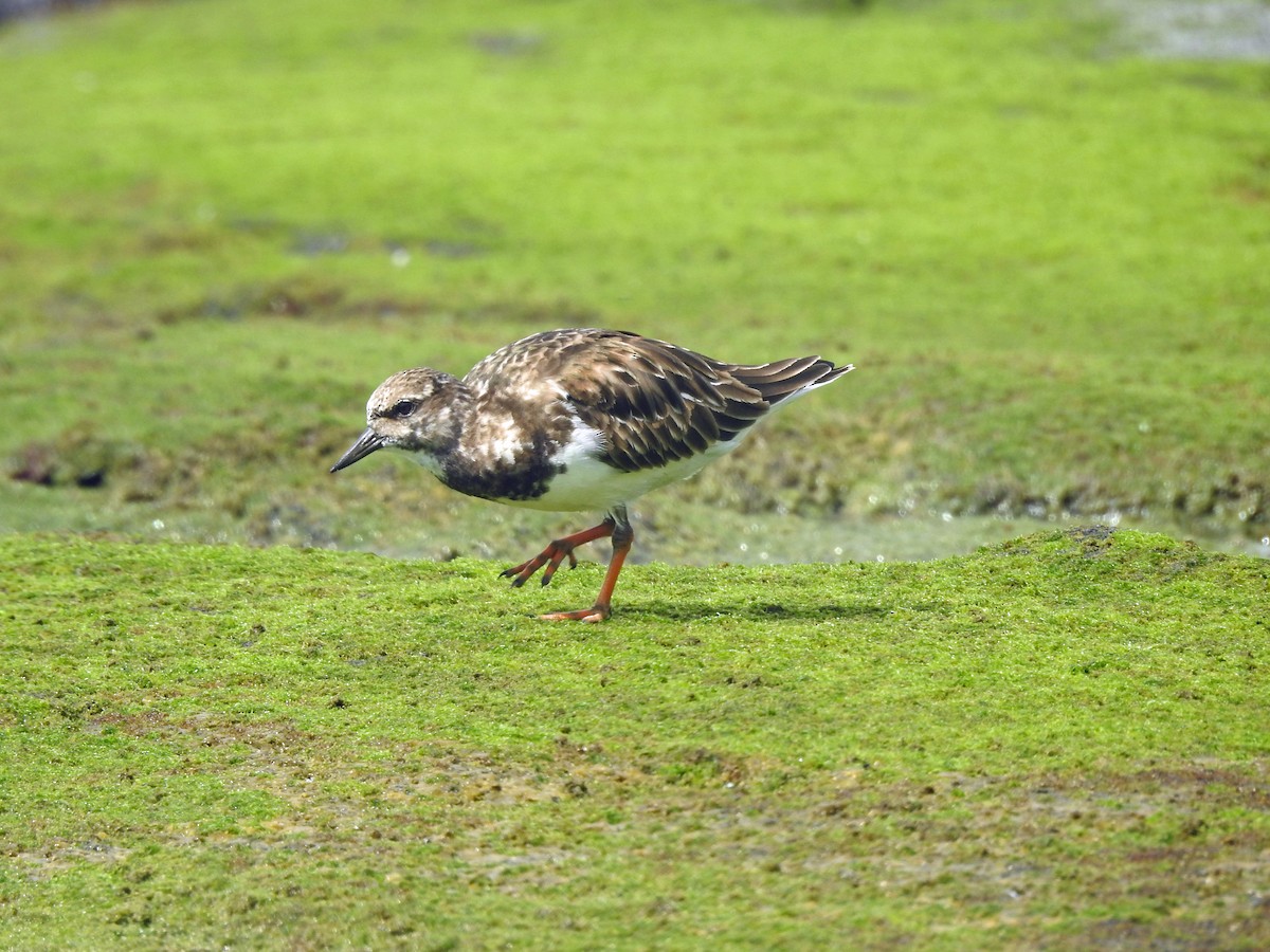 Ruddy Turnstone - ML645853248