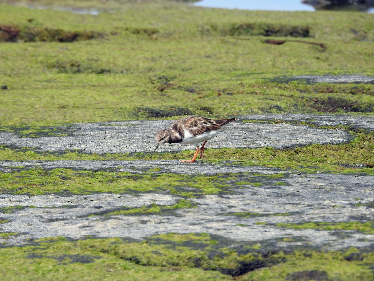 Ruddy Turnstone - ML645853250