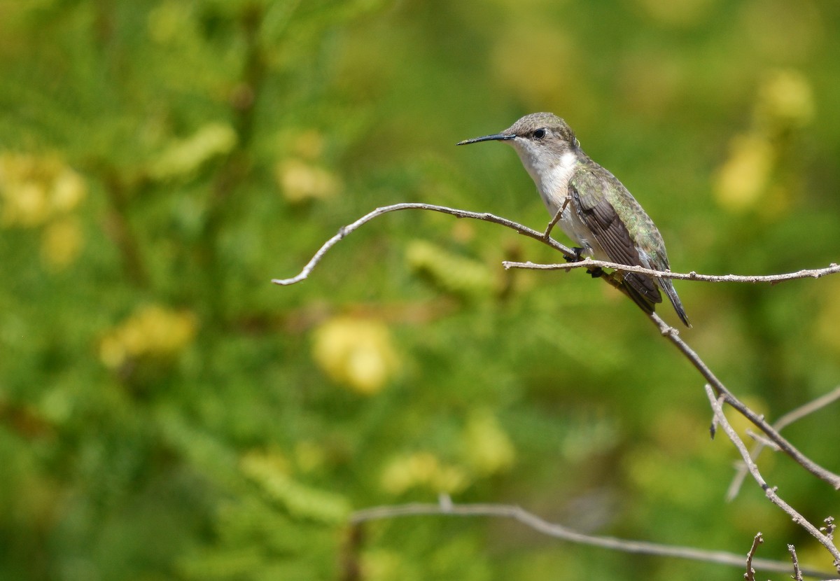 Chilean Woodstar - ML645853251