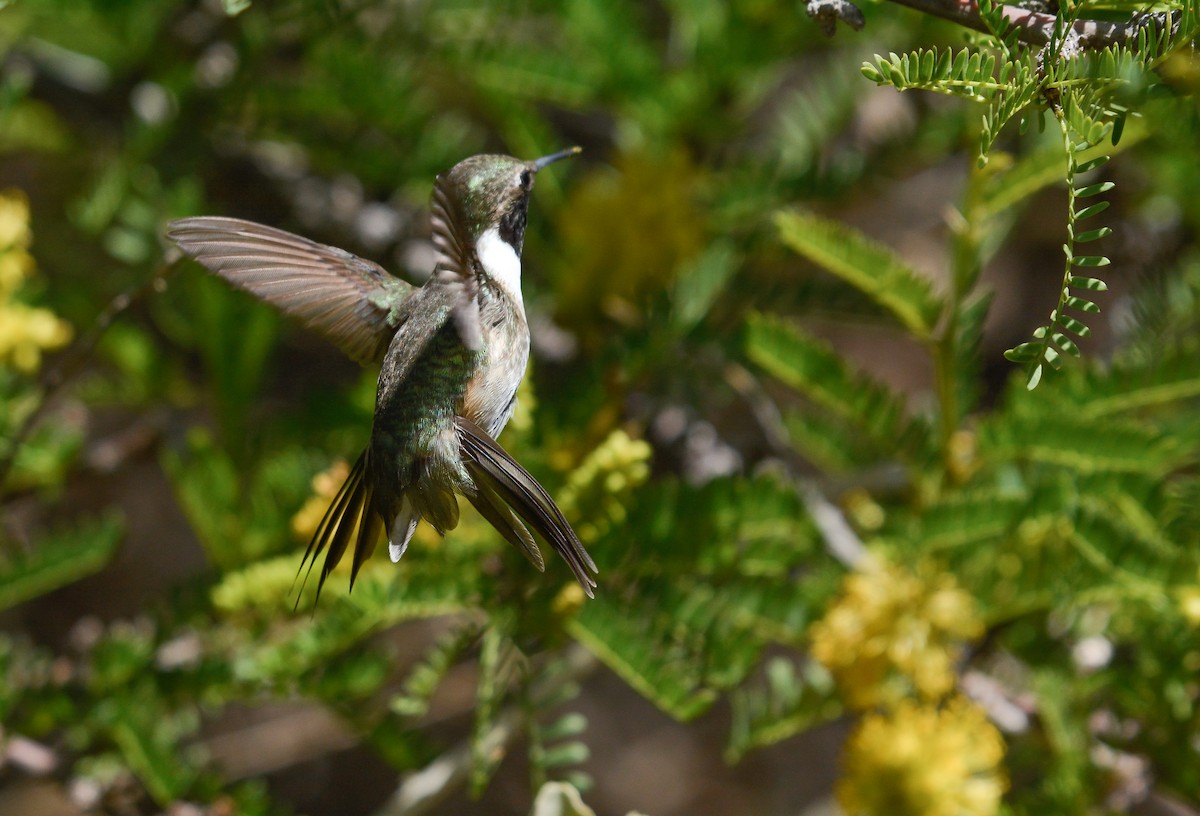Chilean Woodstar - ML645853252