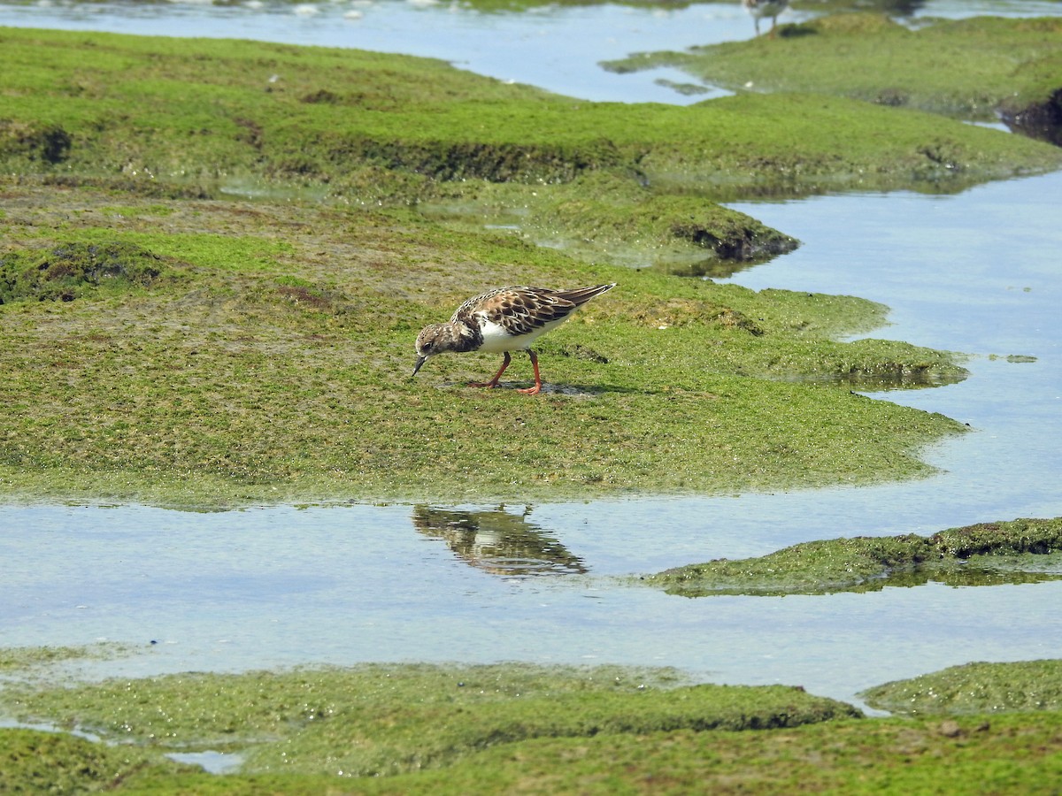 Ruddy Turnstone - ML645853253