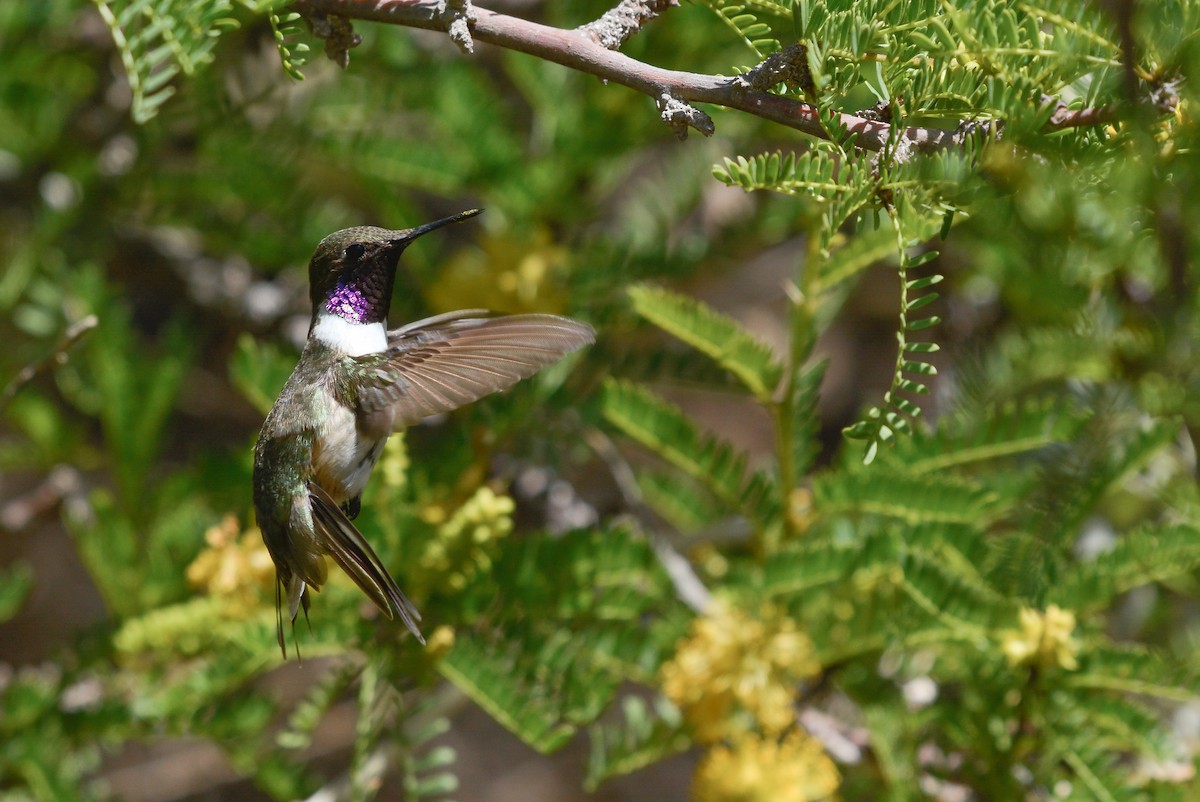 Chilean Woodstar - ML645853254