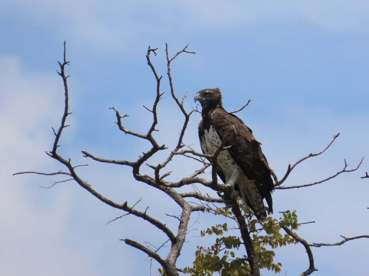 Martial Eagle - ML645853257