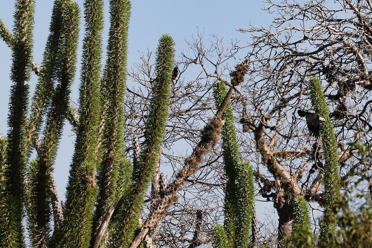 Sickle-billed Vanga - ML645853260