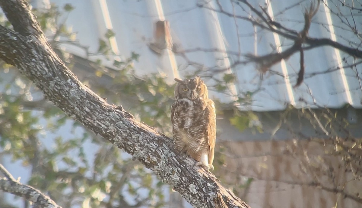 Great Horned Owl - ML645853268