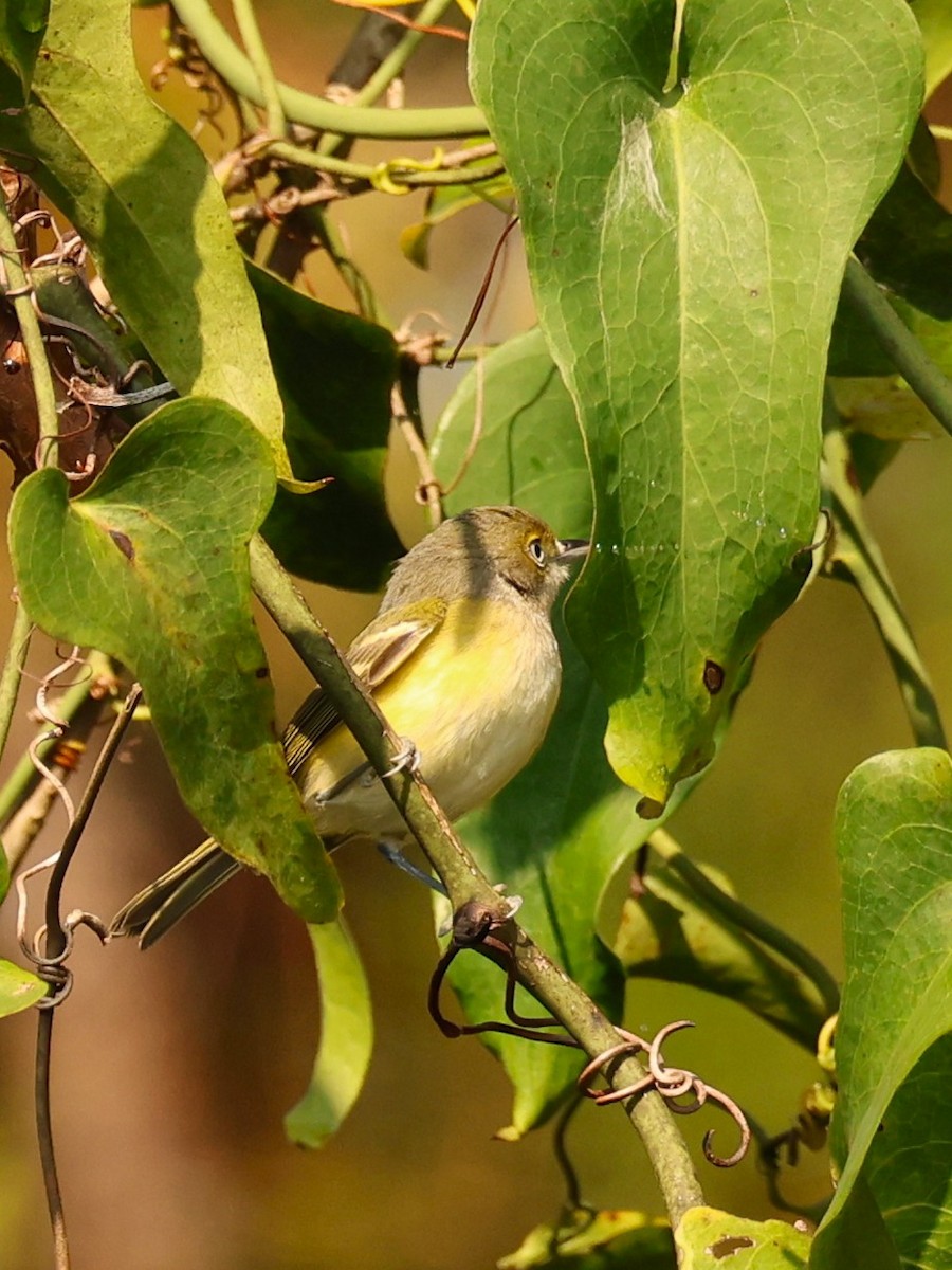 White-eyed Vireo - ML645853269