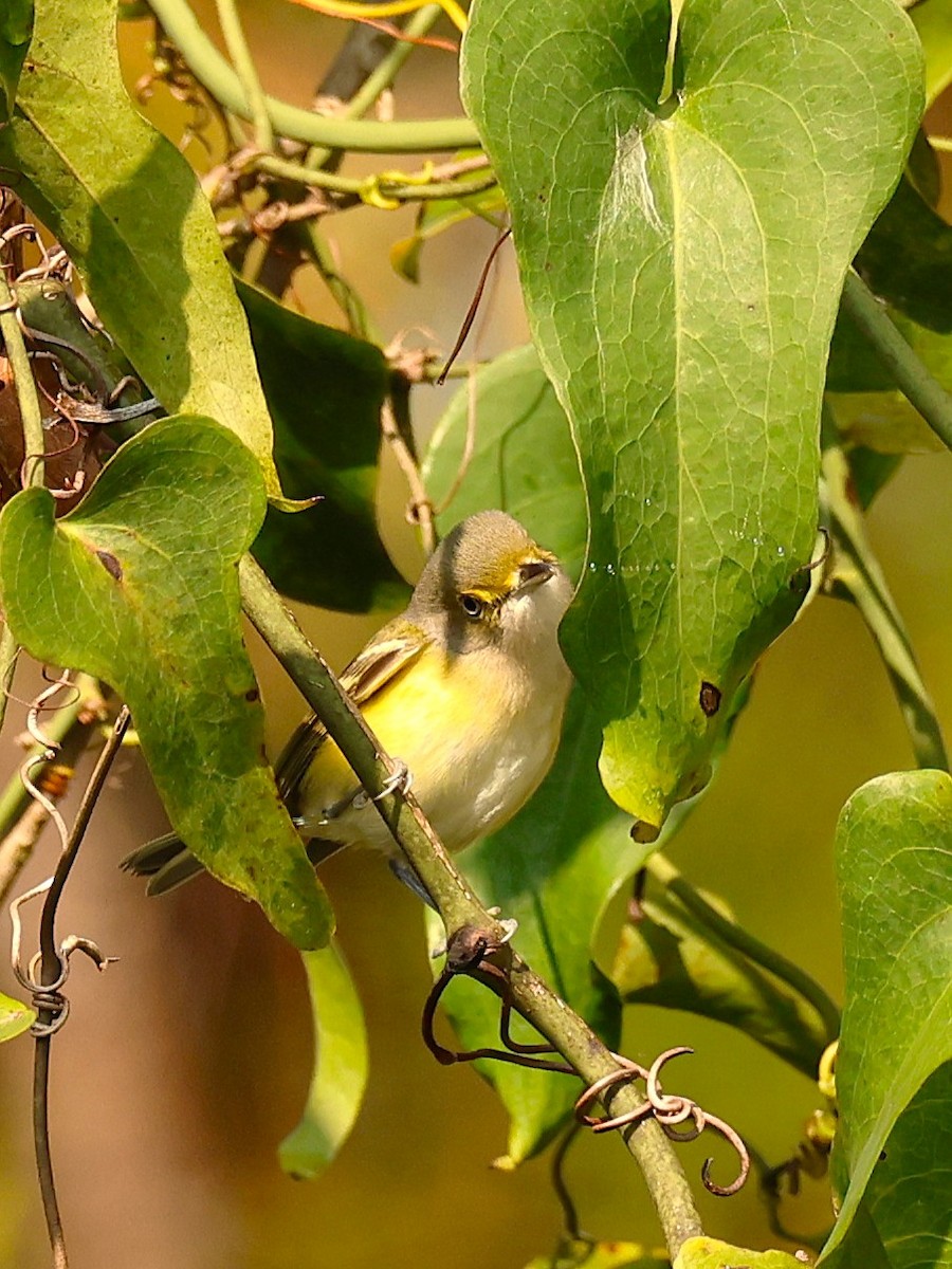 White-eyed Vireo - ML645853270