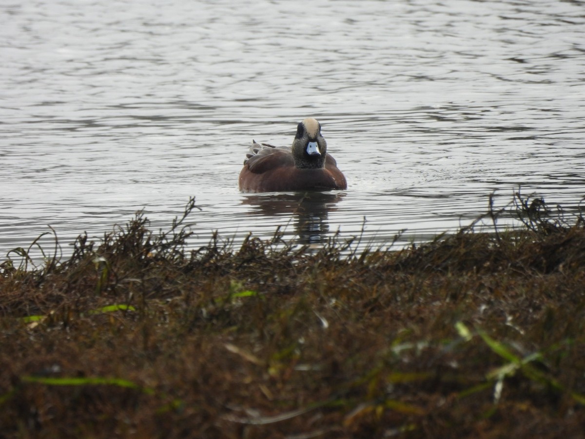 American Wigeon - ML645853271