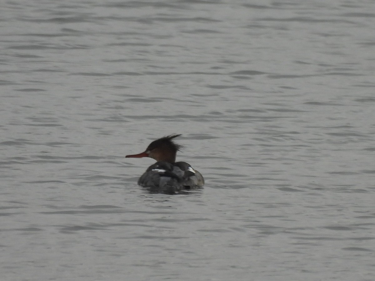 Red-breasted Merganser - ML645853276