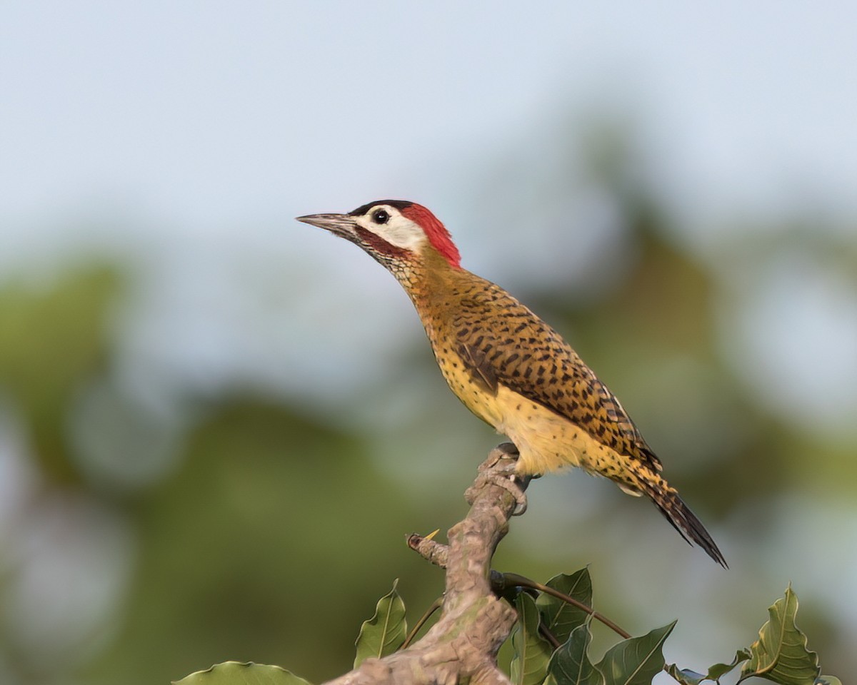 Spot-breasted Woodpecker - ML645853277