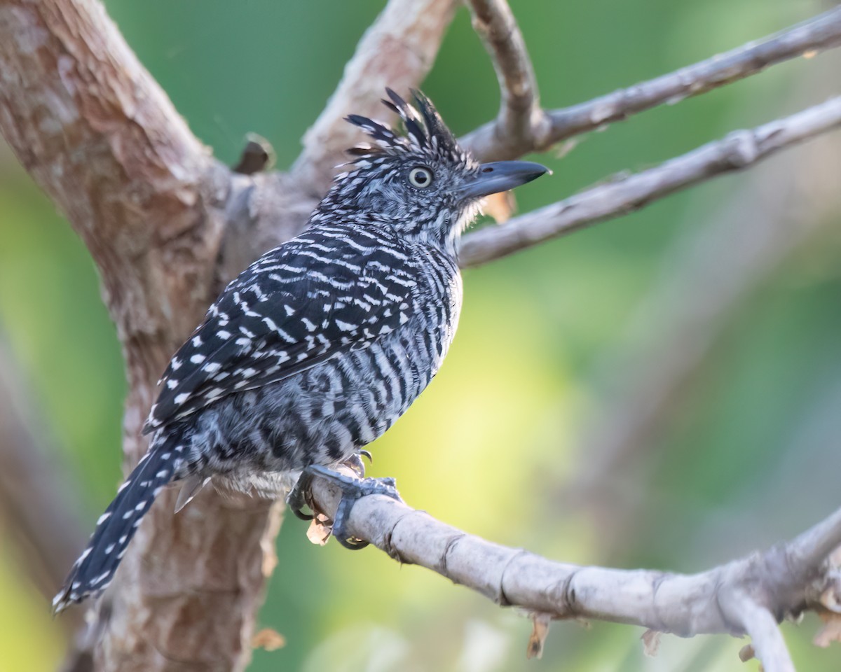 Barred Antshrike - ML645853280