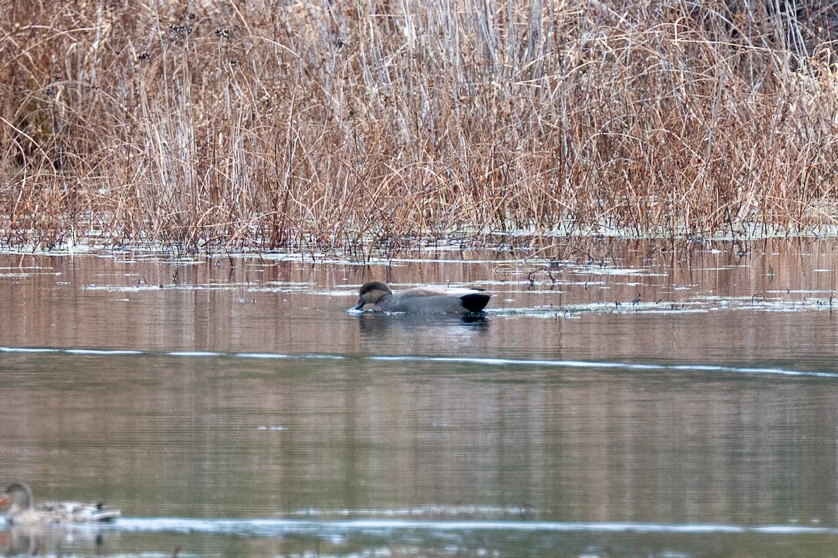Gadwall - ML645853281