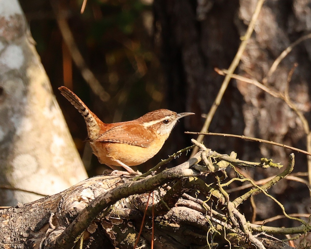Carolina Wren - ML645853282