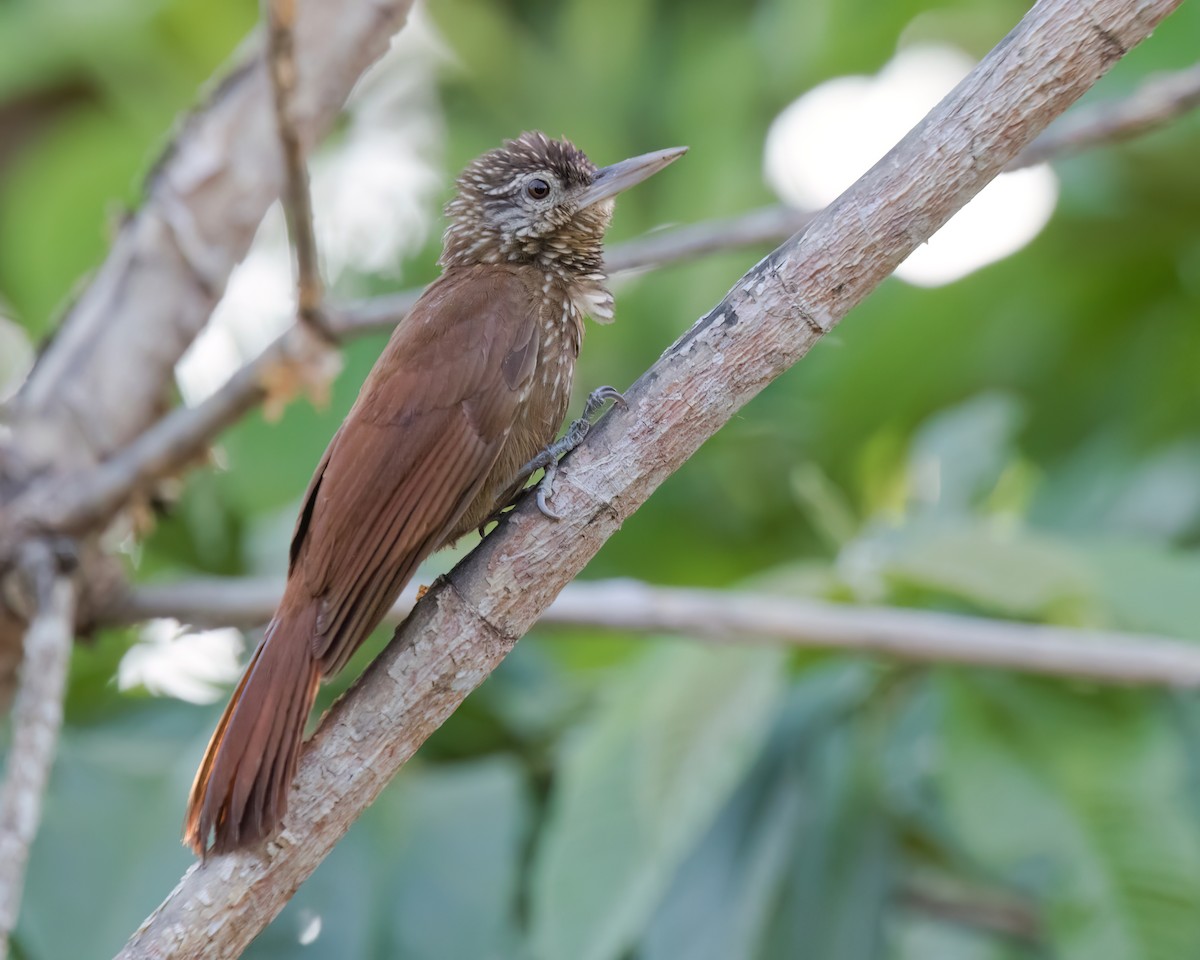 Zimmer's Woodcreeper - ML645853283
