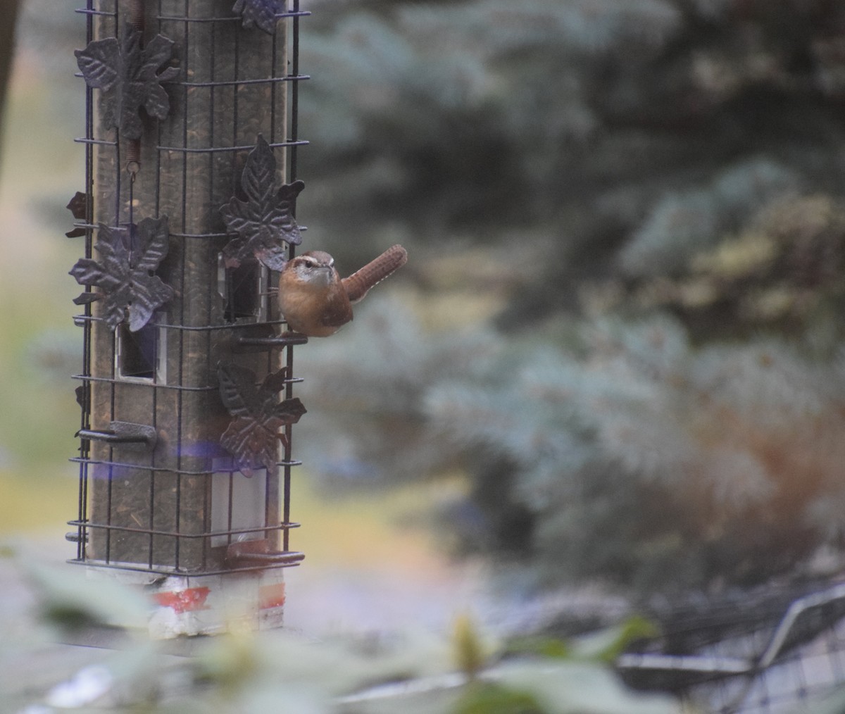 Carolina Wren - ML645853285