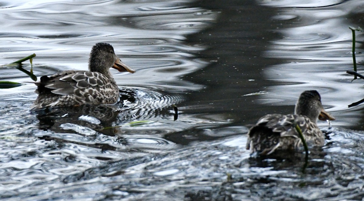 Northern Shoveler - ML645853286