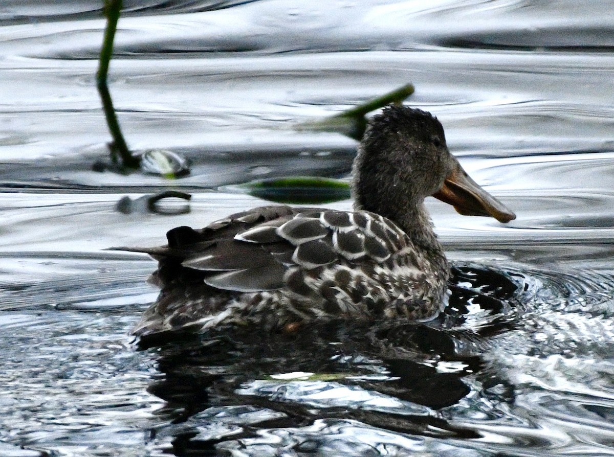 Northern Shoveler - ML645853287